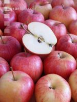 Apfel 14