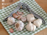Knoblauch 10