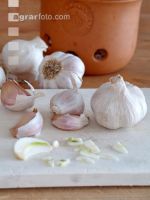 Knoblauch 7