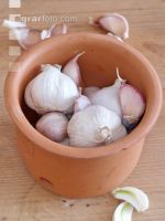Knoblauch 8