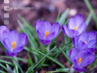 AF Krokus 10 ID52788