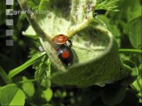 Asian ladybird 6