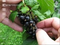 Johannisbeere Ernte 8