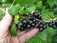 Johannisbeere Ernte 7