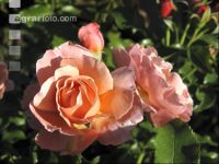 Rose 2