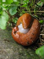 Wegschnecke 6