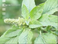 Amaranth