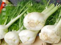 Knollenfenchel 1