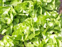 Salatbeet 2