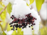 Holunderbeeren 3