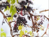 Holunderbeeren 2