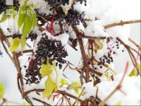 Holunderbeeren 1