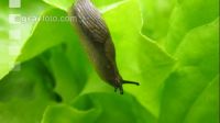 Wegschnecke 5