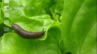 Wegschnecke 4