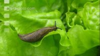 Wegschnecke 1