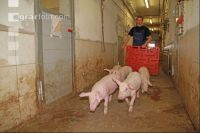 Ferkel treiben J 1