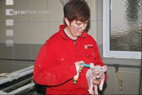Ferkel impfen 7