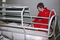 Ferkel Betreuung 9