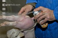 Ferkel Desinfektion 1