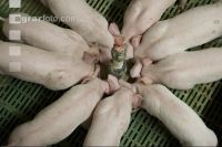 Ferkel Rundtrog 3