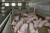 Ferkel 6