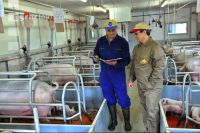 Diskussion Schweine 7