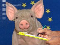 Ferkel Preis 2