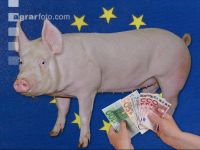 Schweinepreis 4