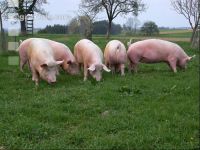 Edelschwein Auslauf 1
