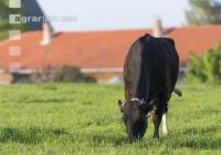 Holstein Weide 179