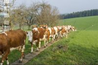Weidegang Triebwege 5