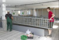 Zuchtschweinestall Bau 7