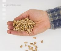 Dinkel 1