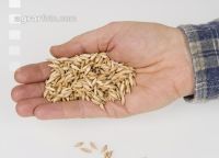 Einkorn 1