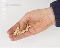 Erbsen 1