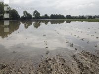 Erdbeeren Hochwasser  