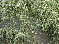 Getreide Hochwasser 3