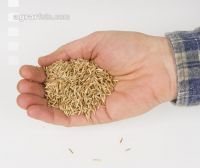 Glatthafer 1