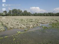 Kartoffel Hochwasser 17
