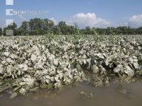 Kartoffel Hochwasser 16