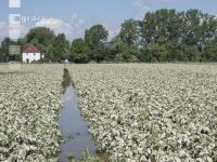 Kartoffel Hochwasser 15