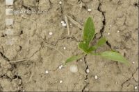 Beet fertilisation 34