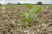 Beet fertilisation 33