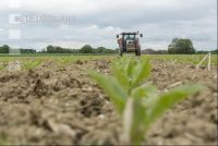 Beet fertilisation 29