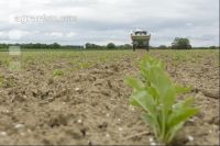Beet fertilisation 28