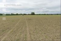 Beet fertilisation 27