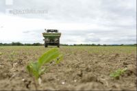 Beet fertilisation 22