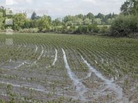 Rüben Hochwasser 17