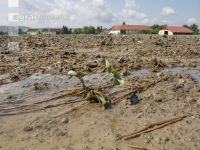 Erdbeeren Hochwasser  