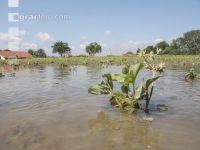 Erdbeeren Hochwasser  